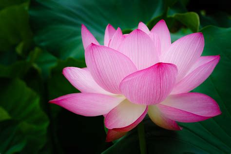 Lotus Flower Bodog